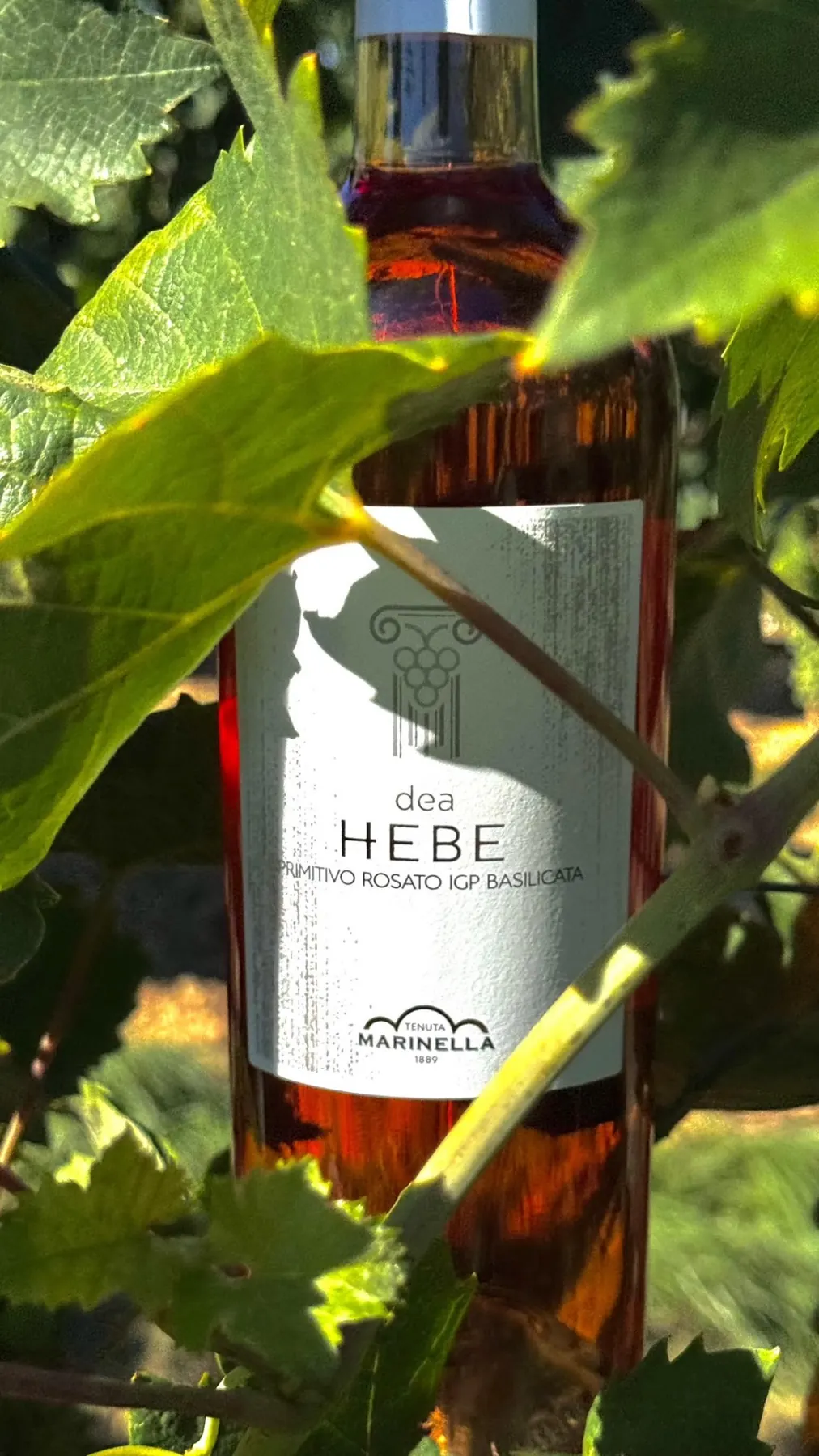 Close-up of the dea Hebe rosé label in the vineyard
