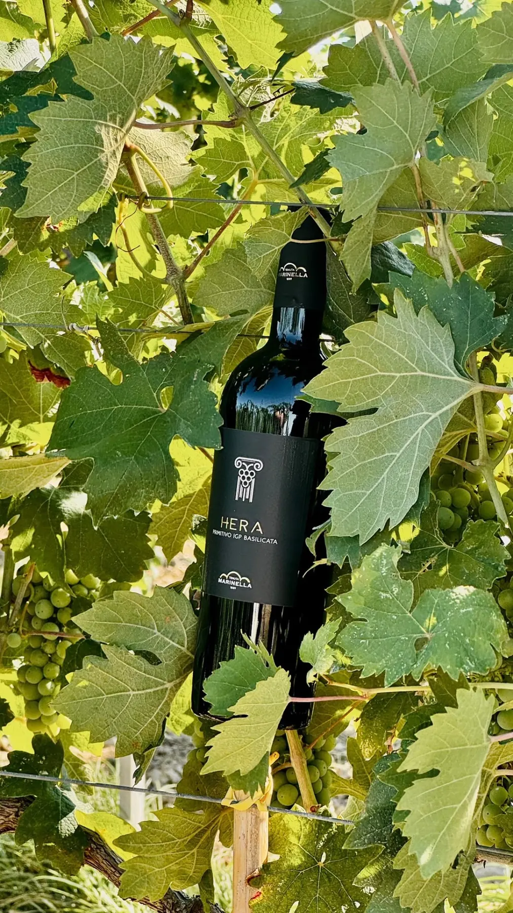 dea Hera bottle resting among the vine leaves